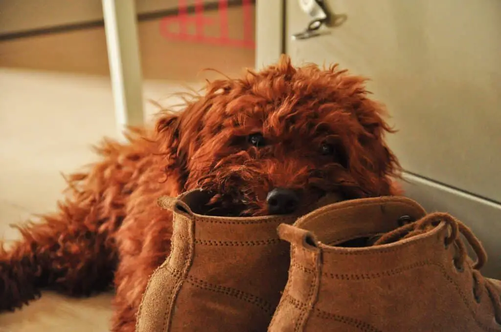 Clarks desert boots dirty by a puppy in need of a cleaning