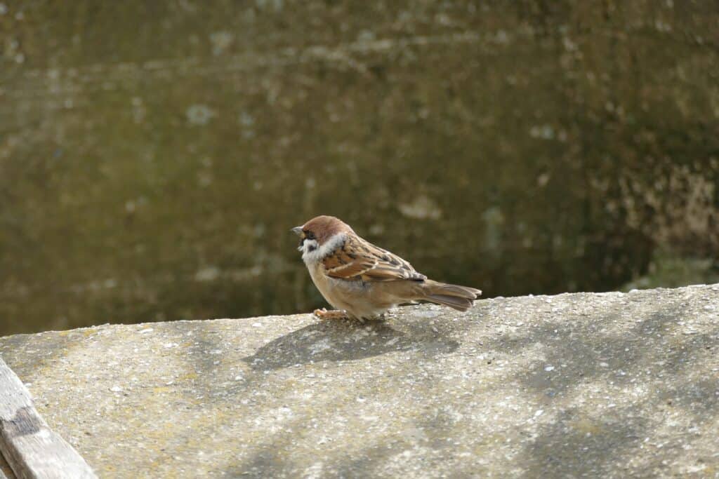 Bird pooping in a concrete