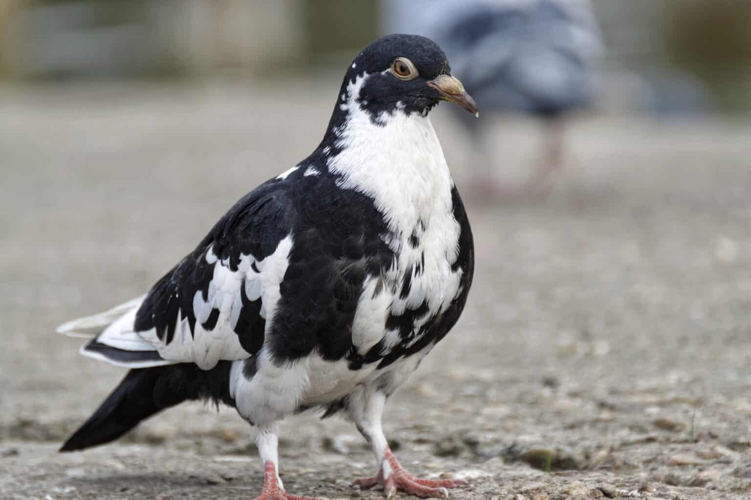 how-to-clean-bird-poop-off-concrete-cleanerwiki