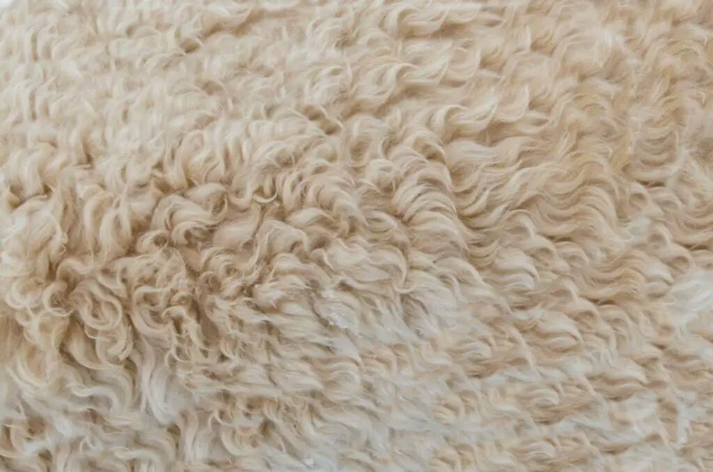Cerca de una alfombra de piel de oveja falsa