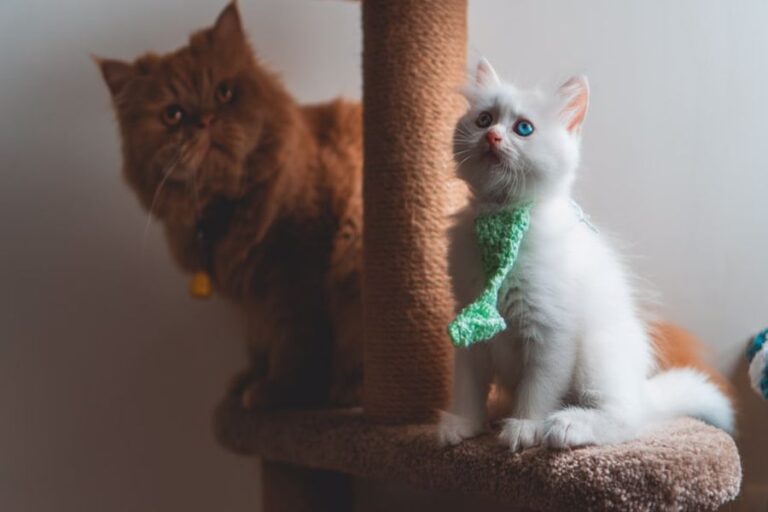 How To Clean a Cat Tree CleanerWiki