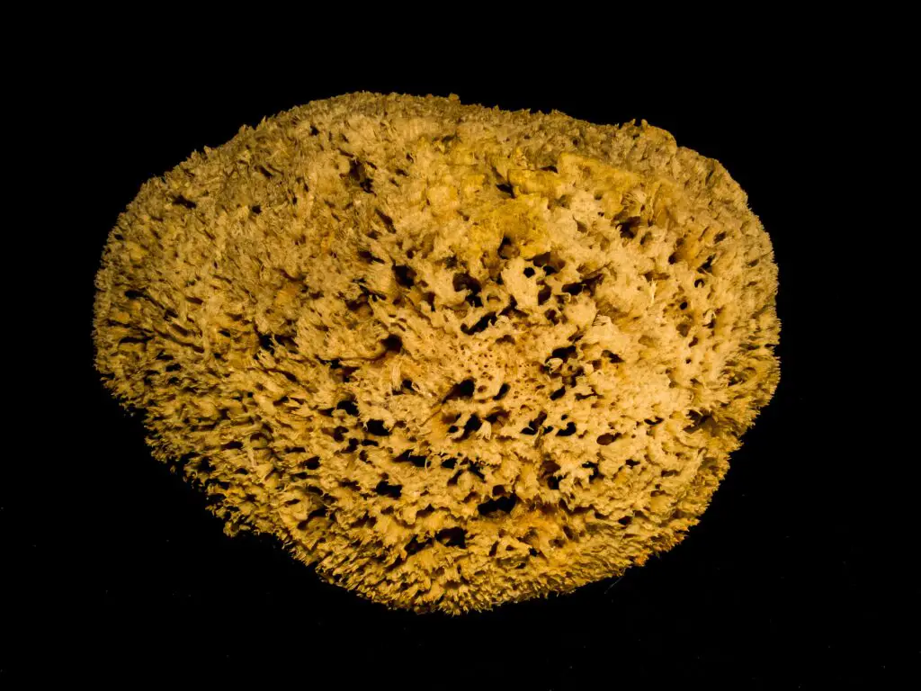 A close up shot of a yellow sea sponge