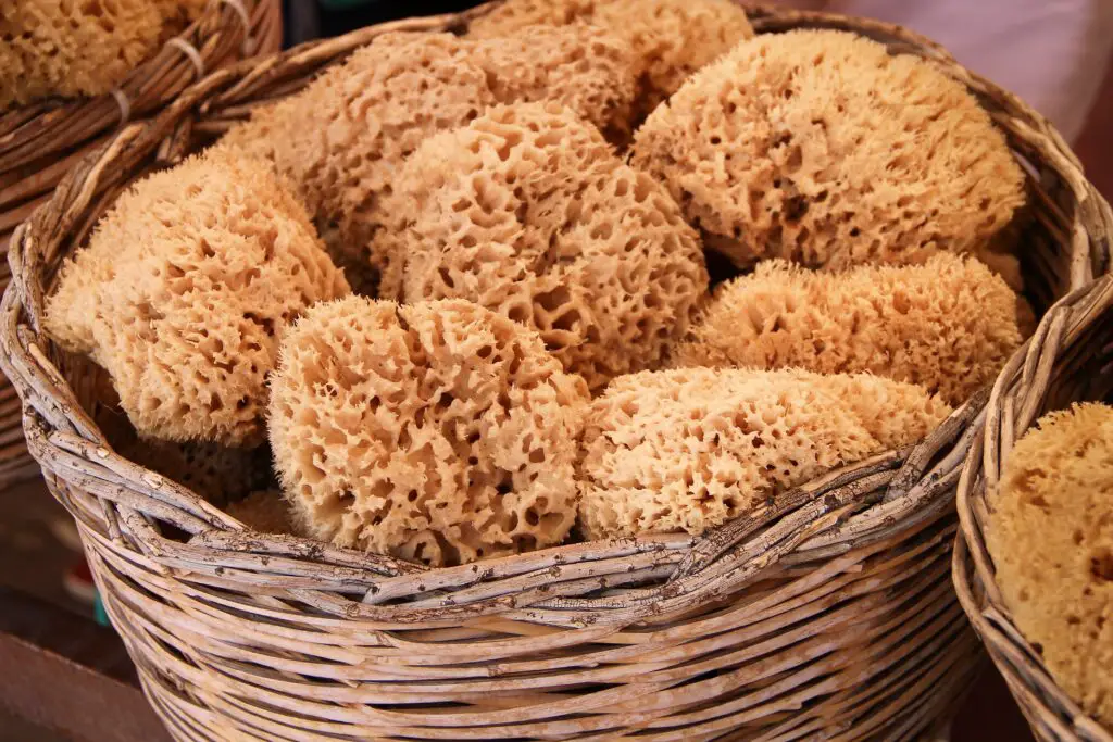 A basket full of sea sponges