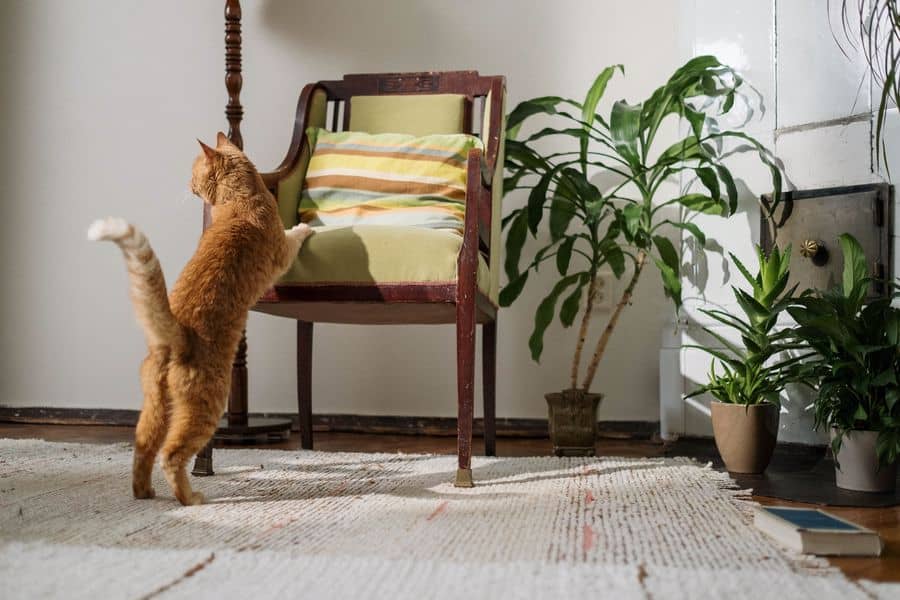 Cat trying to climb a chair