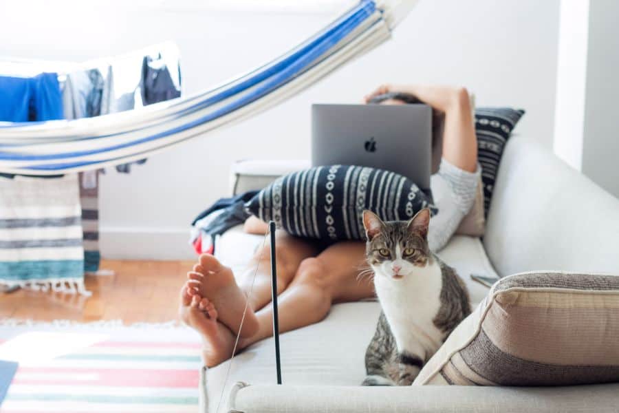 Cat sitting in the sofa while his owner is using his laptop