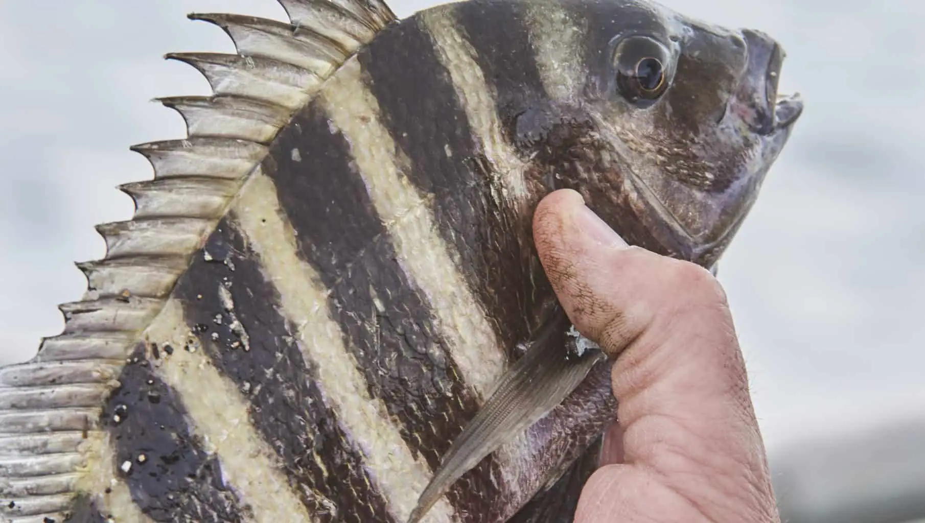 sheepshead fish just caught and being held by fisherman