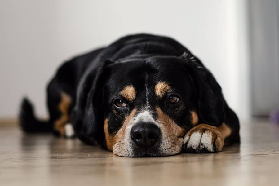 Dog lying on the floor