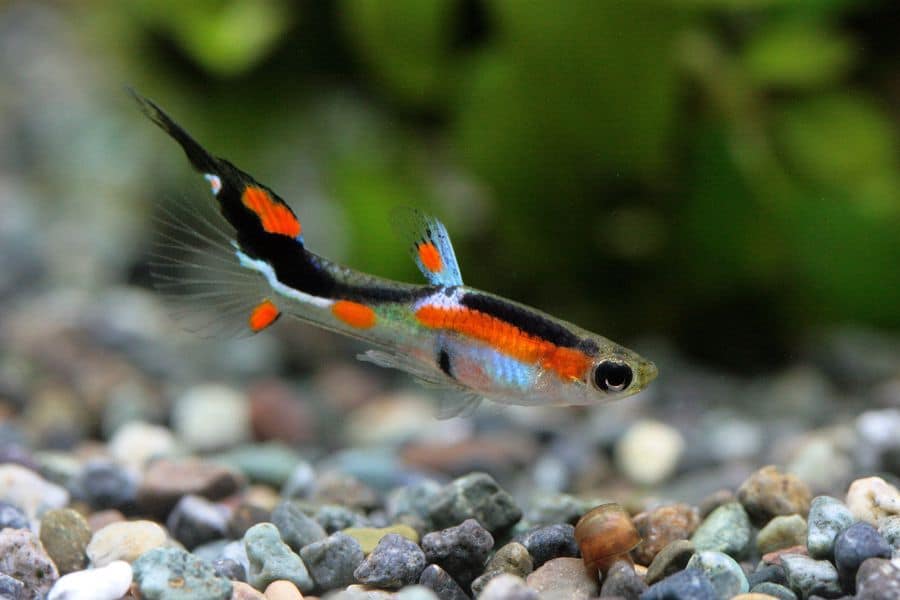 Fish swimming in a fish tank with clean gravel