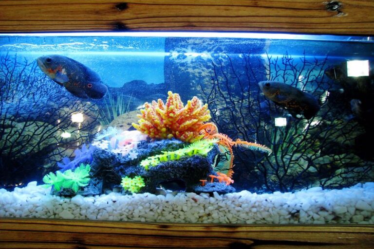 How To Clean Fish Tank Gravel Without a Vacuum CleanerWiki