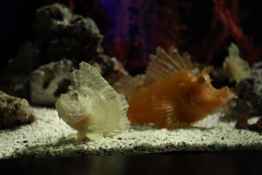 Pair of fish on a fish tank