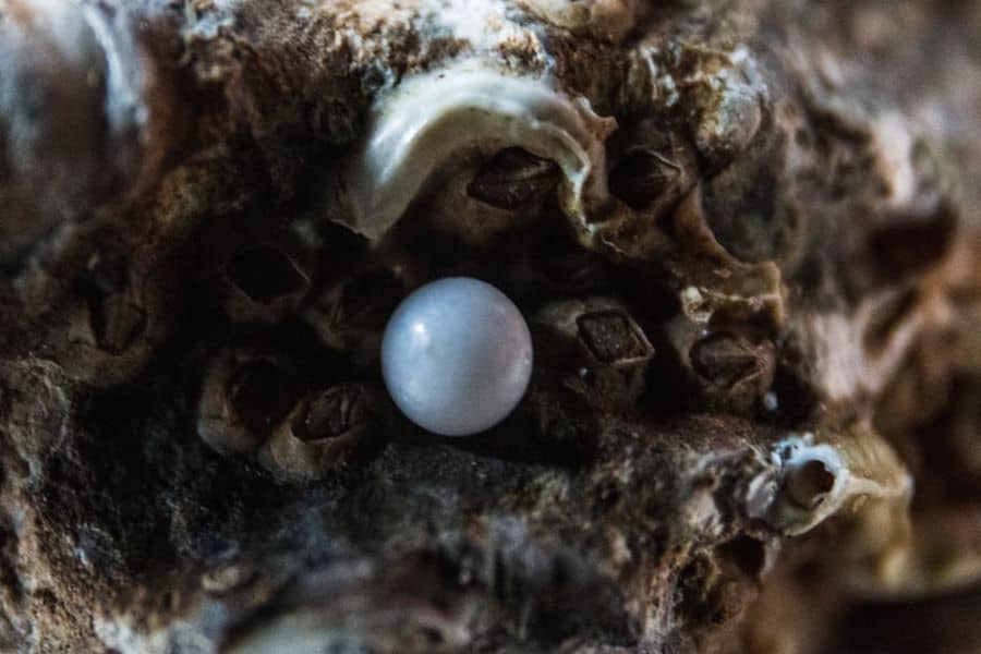 Pearl inside an open oyster