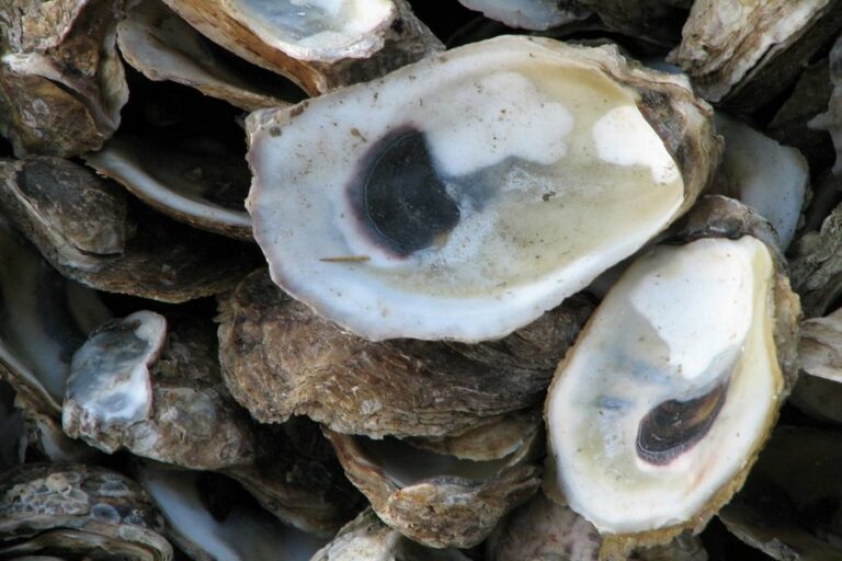 How To Clean Oyster Shells For Crafts Cleanerwiki