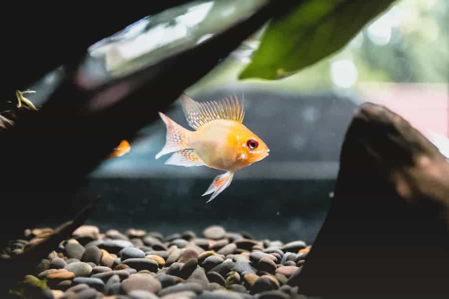 Yellow fish inside the aquarium with gray air stones
