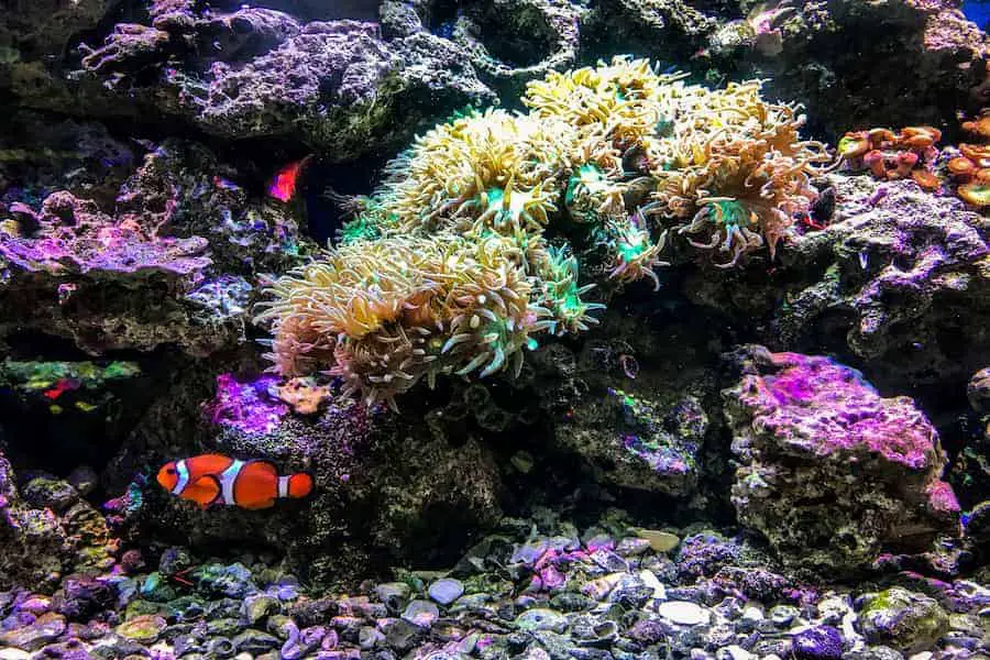 Clown fish and colorful air stones