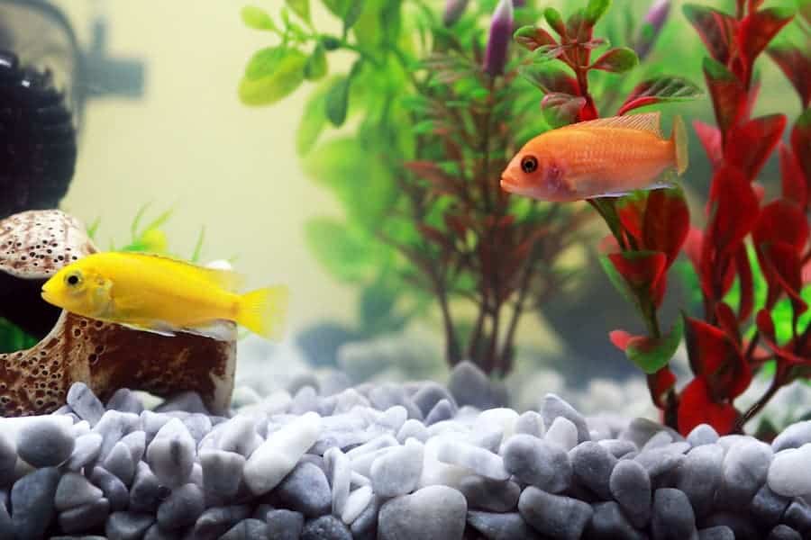 Yellow and orange fish inside an aquarium