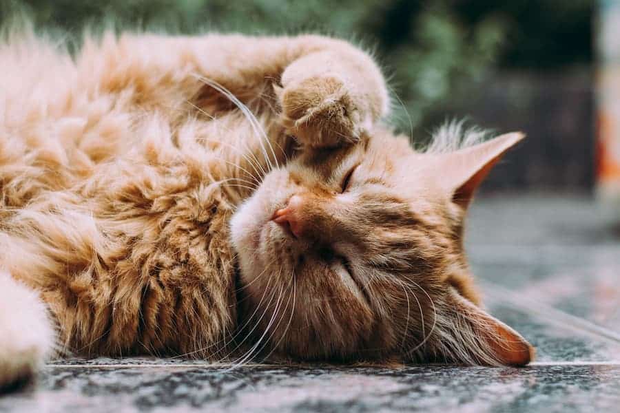 Sleeping orange Persian cat
