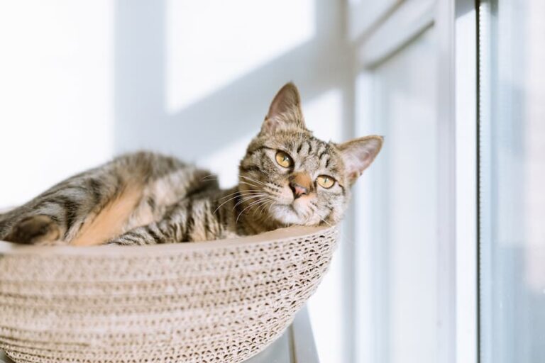 How to Clean a Cat Without Water CleanerWiki