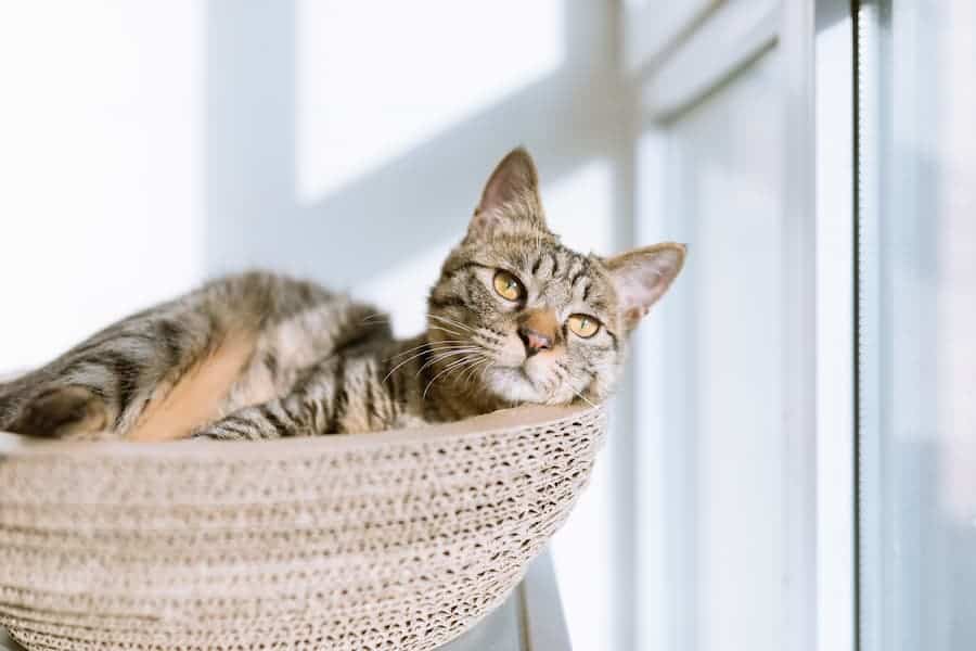 Tabby cat beside a clear window