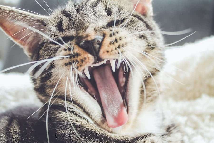 Yawning brown cat