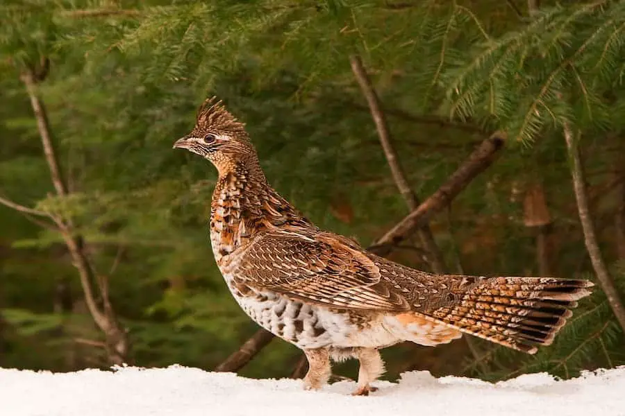 Brown and white Grouse