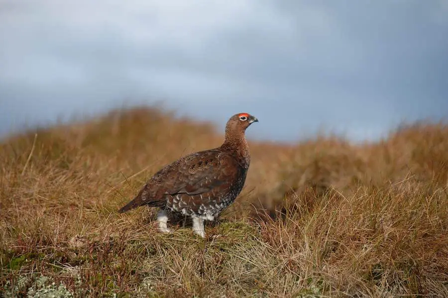 Brown and white grouse on brown grass