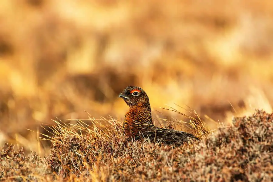 Close up shot of a Grouse