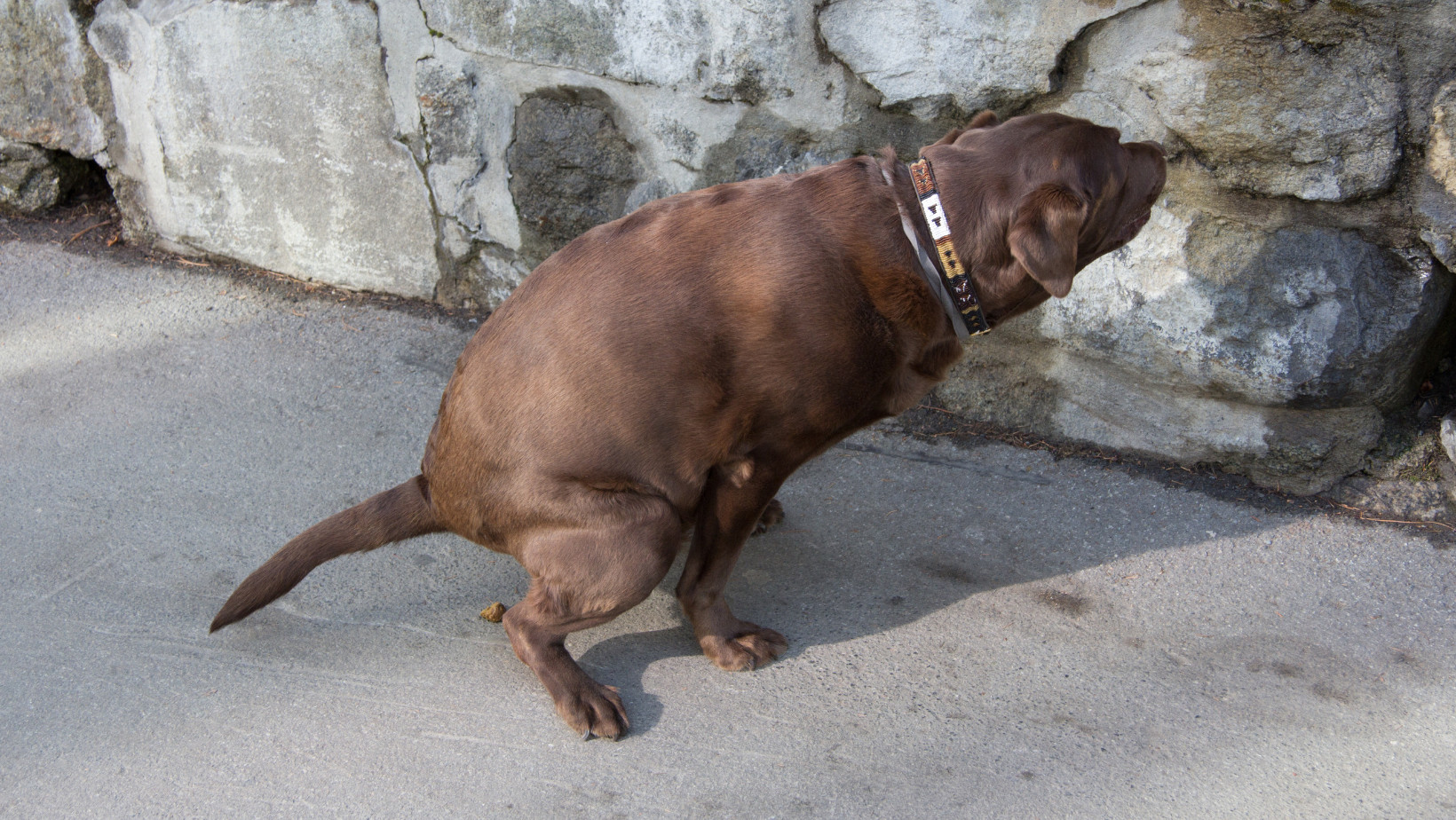 How Do You Get Dog Poop Out Of White Carpet