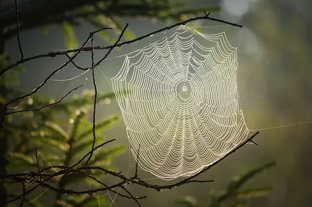 how to clean spider webs