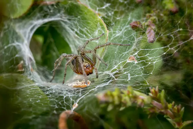 how to clean spider webs