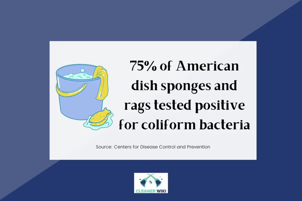 Facts about bacterias found in American sponges and rags