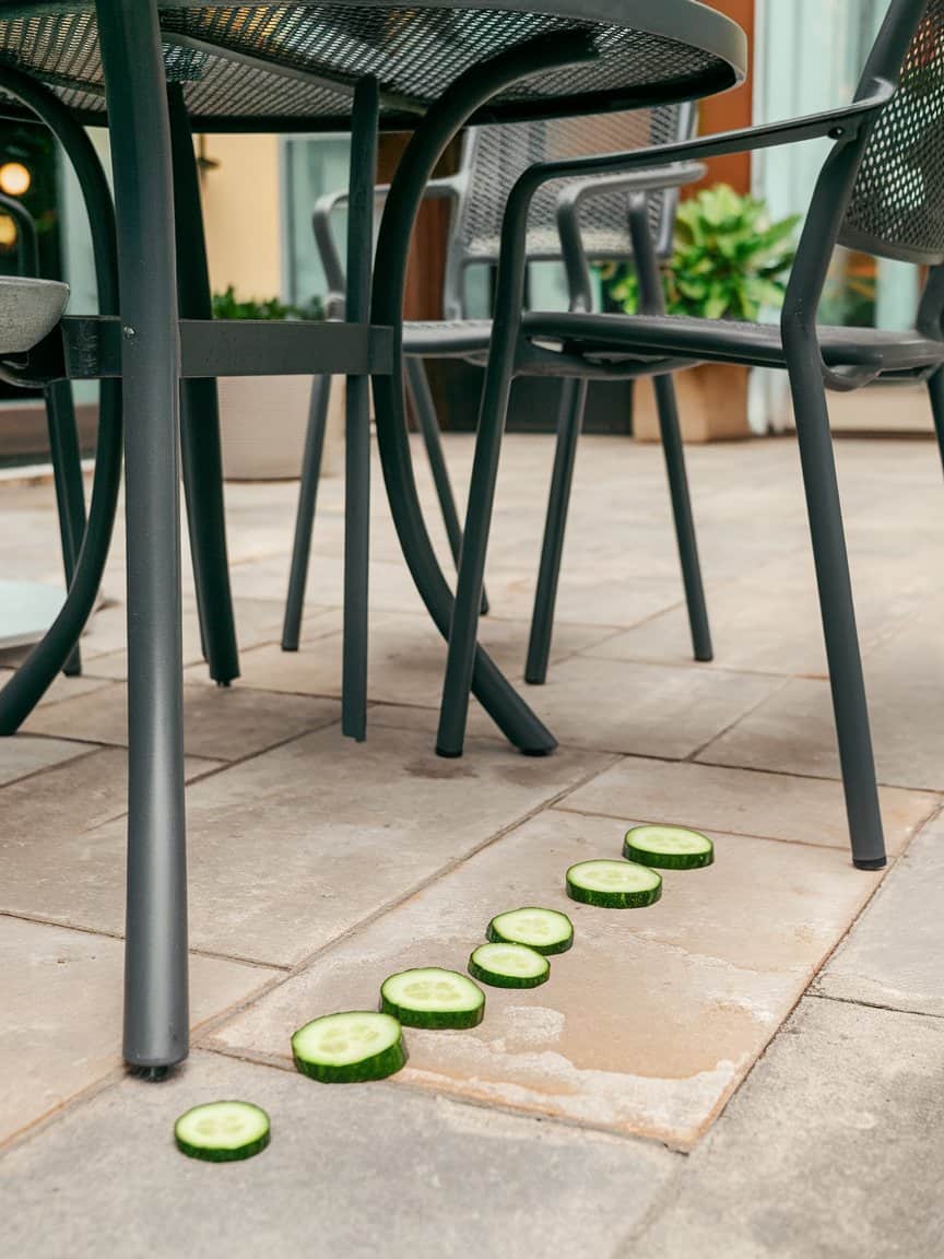 Cucumber slices placed in a patio to deter ants.