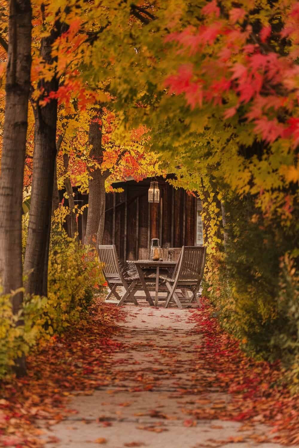 A pathway lined with colorful fall leaves leading to a wooden table and chairs.