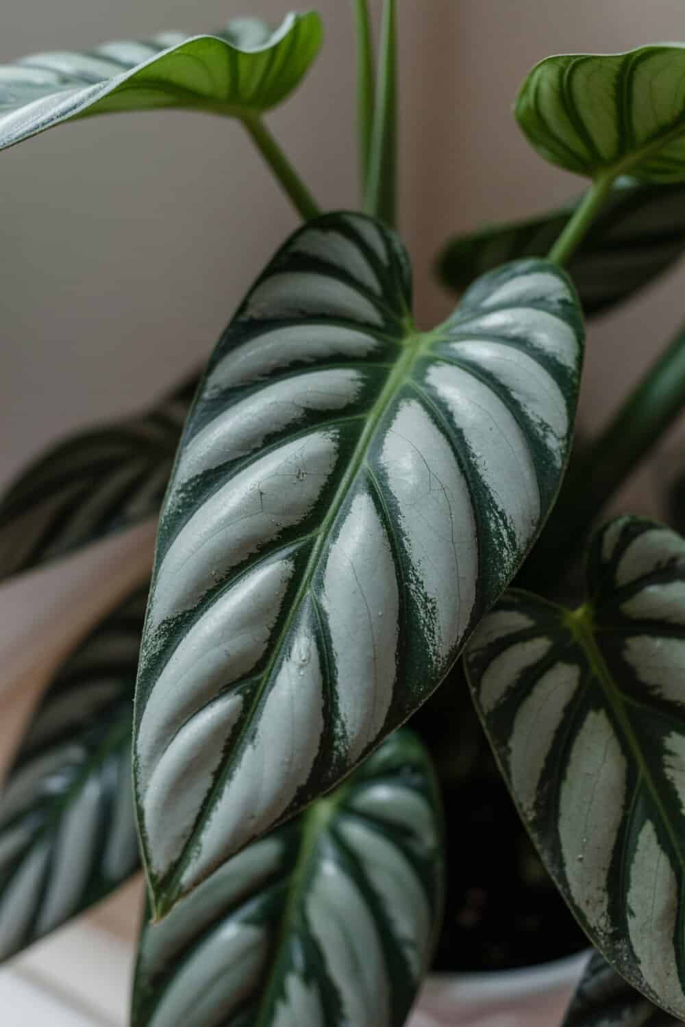 Close-up of a houseplant with striking green and silver leaves.